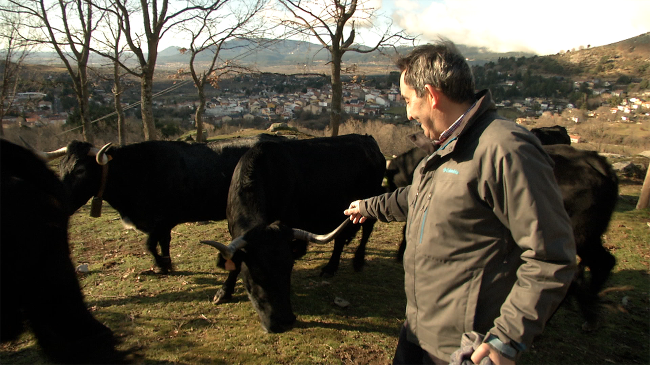 La otra cara del lobo en Cercedilla