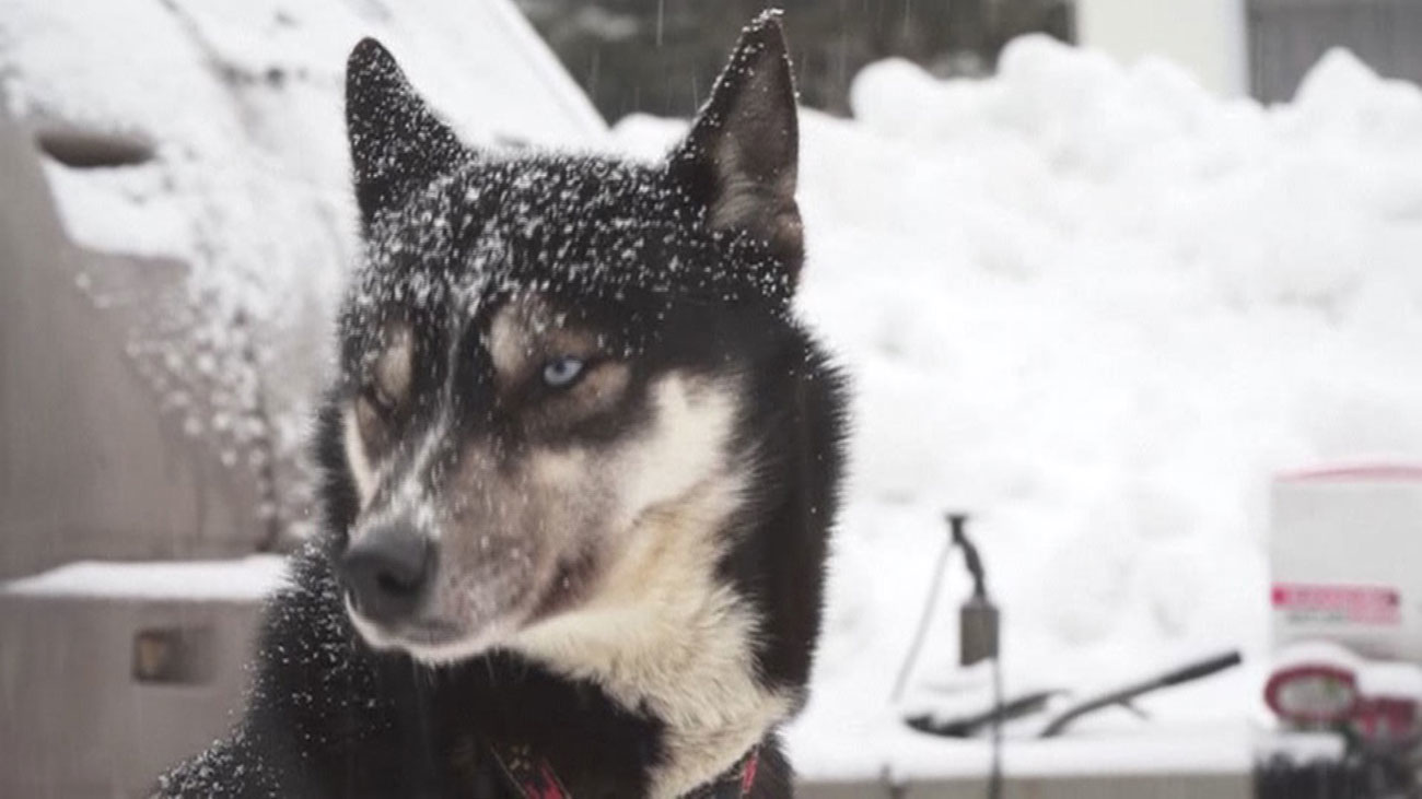 La belleza de la nieve sobre los perros