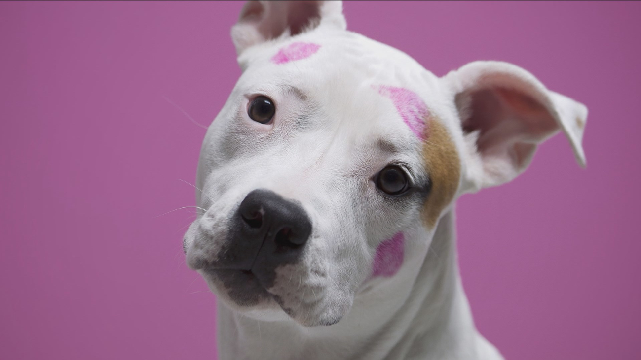 De profesión, fotógrafo de perros