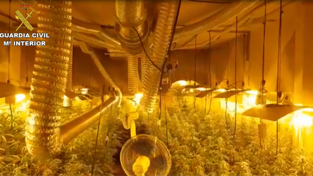 Cinco detenidos en Arganda que cultivaban marihuana en dos viviendas