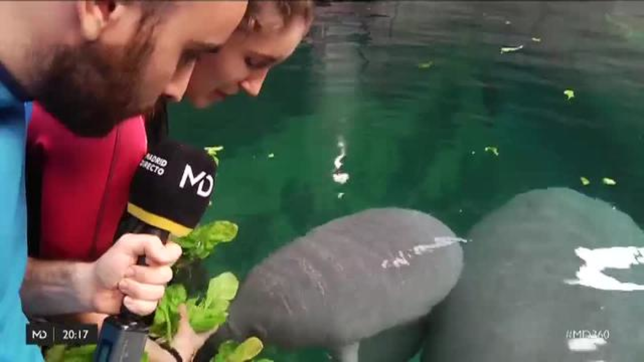 Conocemos a la última cría de manatí nacida en Europa