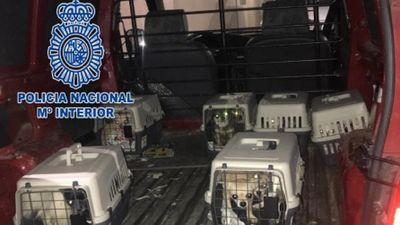 Desmantelado un criadero ilegal de chihuhuas en Meco