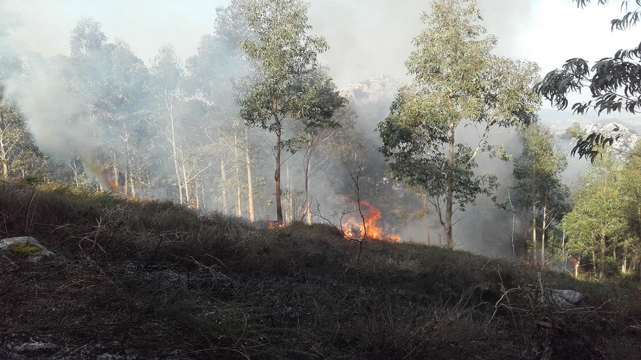 Incendio Forestal