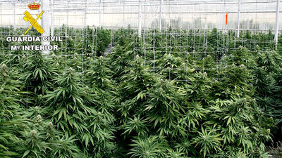 Veintidós detenidos de una red china que vendía marihuana a narcos europeos