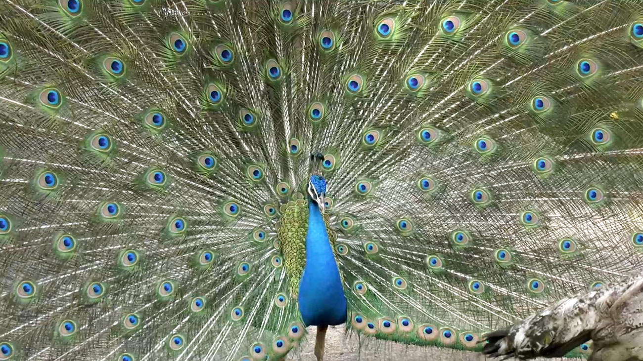 El Parque de las Aves, reflejo de la biodiversidad de Malasia