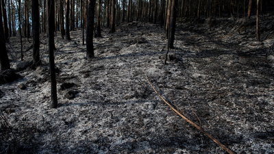 Detenido un jefe de voluntarios por los incendios de Cantabria