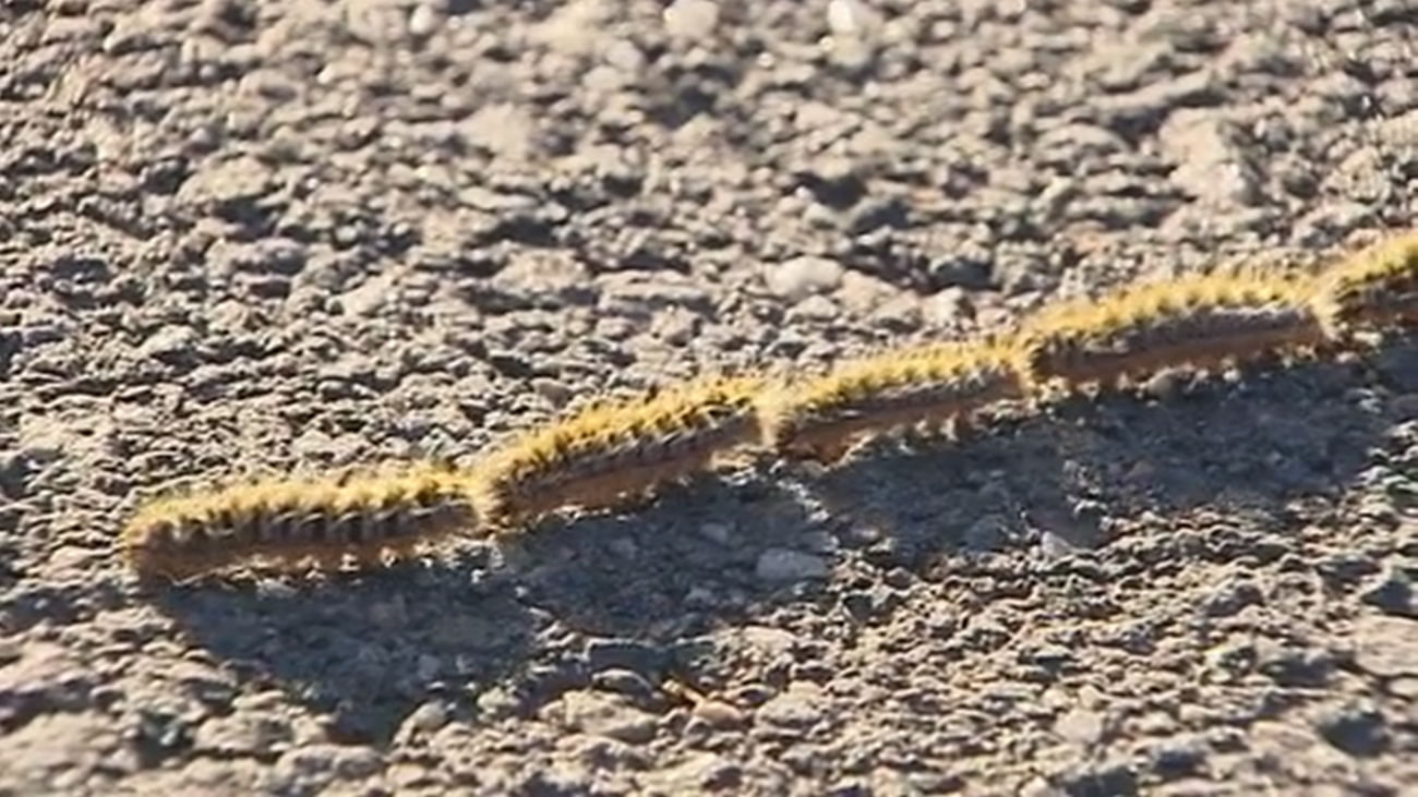 Invasión de orugas en Mejorada del Campo