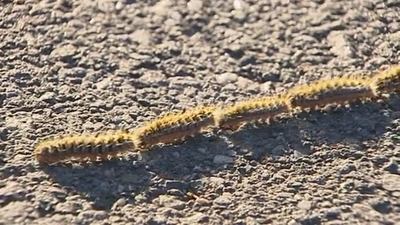 Invasión de orugas en Mejorada del Campo