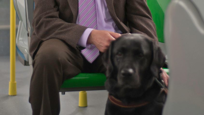 Los perros podrán viajar en los autobuses de Madrid a pie, con correa y bozal