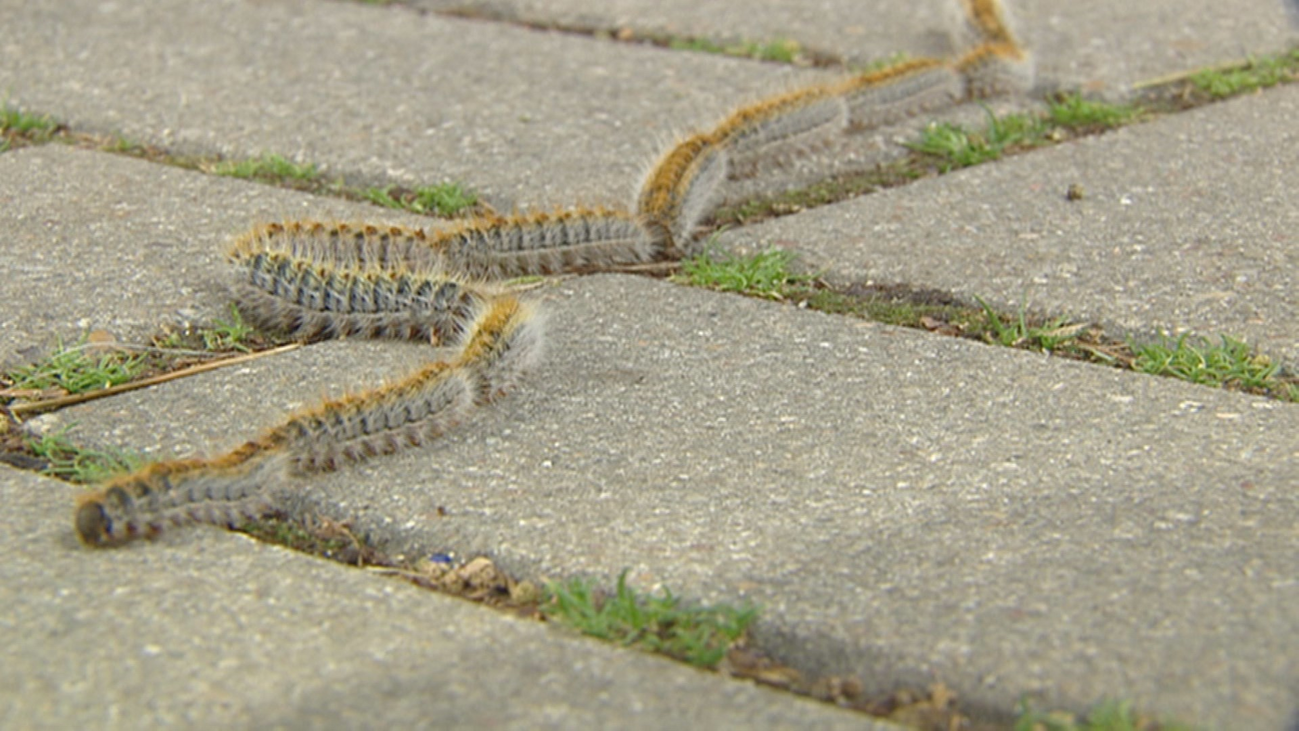 Plaga de orugas procesionarias en Alcobendas