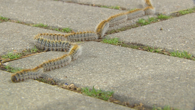Plaga de orugas procesionarias en Alcobendas