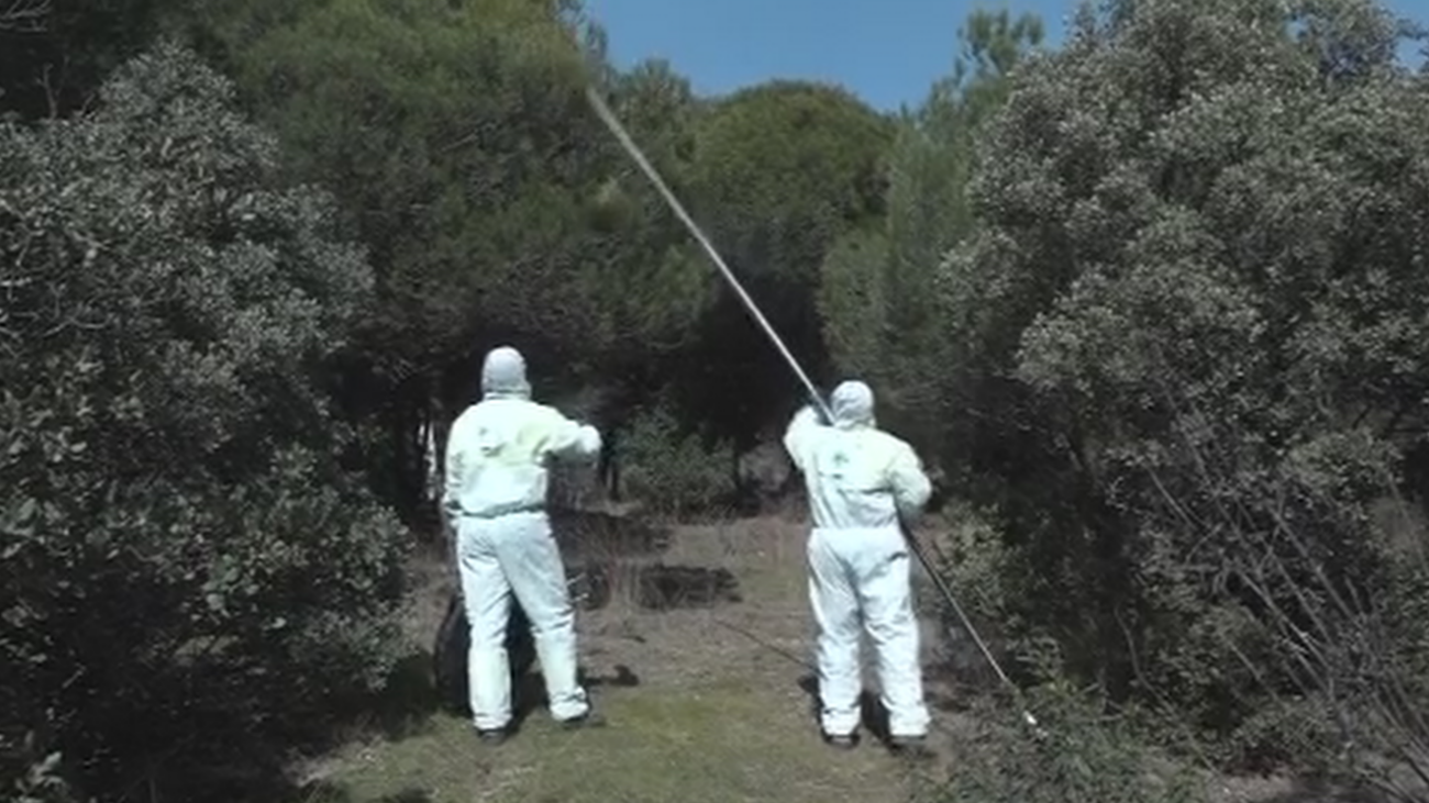 Preocupación por la plaga de orugas en toda la Comunidad de Madrid