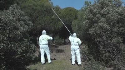 Preocupación por la plaga de orugas en toda la Comunidad de Madrid