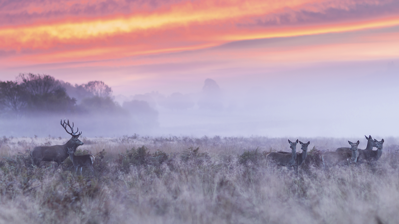 Prohibido cazar en Castilla y León