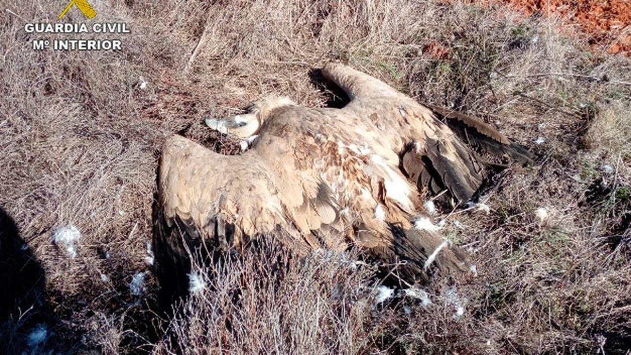 La Guardia Civil detiene a 21 personas por envenenar con cebos a especies protegidas