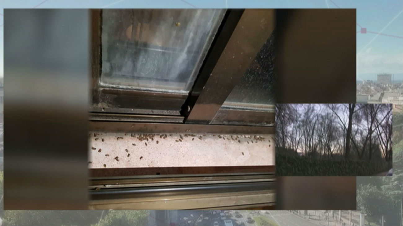 Plaga de escarabajos en Campamento