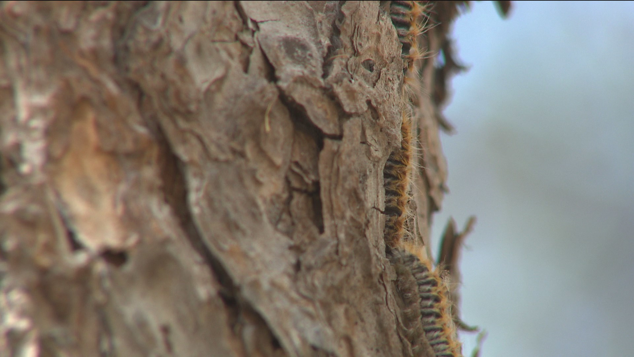 Madrid estudia cómo acabar con la plaga de orugas procesionarias