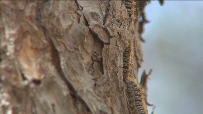Madrid estudia cómo acabar con la plaga de orugas procesionarias
