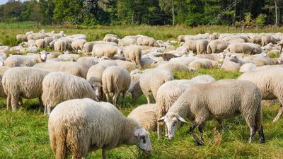 Un rebaño de ovejas realizará el desbroce del parque de La Barranca en Algete