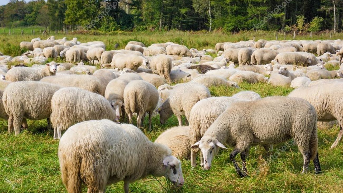 Pasamos la tarde con las ovejas de la Casa de Campo