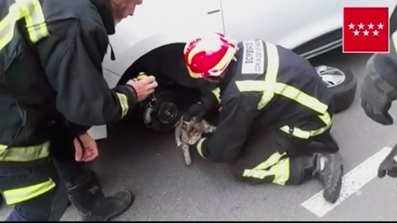 Los bomberos rescatan en Galapagar a un gatito atrapado en el motor de un coche