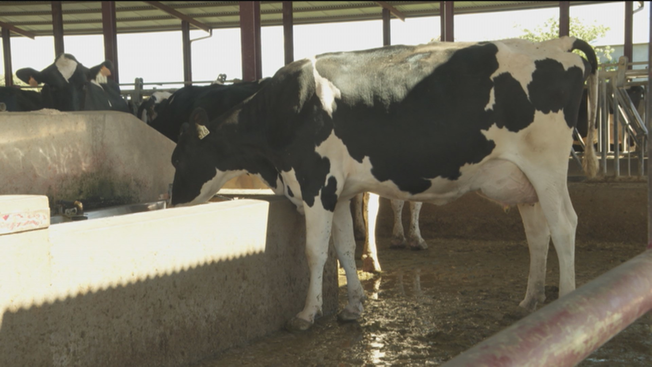 Las vacas pagarán impuestos por lanzar ventosidades