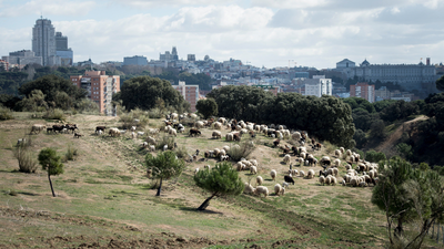Carmena recupera el pastoreo preventivo en la Casa de Campo
