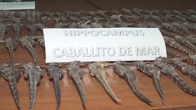 Pillados traficando con caballitos de mar en Usera