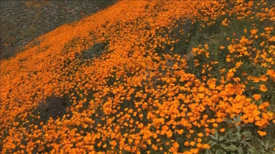 Un campo de amapolas doradas