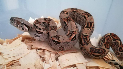 La Policía Municipal rescató el pasado año más de 900 animales abandonados