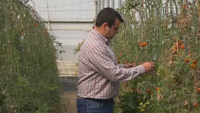 El brexit deja pérdidas multimillonarias en Almería