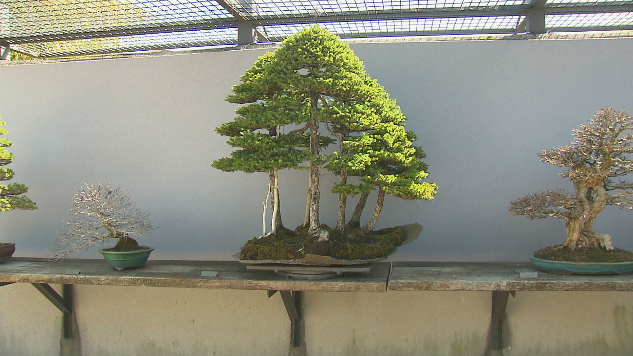 Alcobendas tiene la mejor colección de bonsáis de Europa