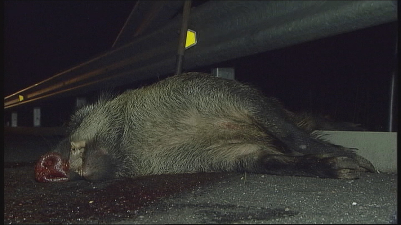 Más de 1.000 animales atropellados en los últimos años en Madrid