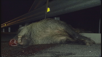 Más de 1.000 animales atropellados en los últimos años en Madrid