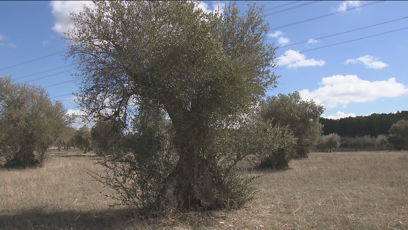 30.000 olivos de Chinchón mueren por un vertido de celulosa