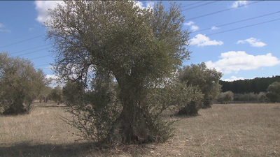 30.000 olivos de Chinchón mueren por un vertido de celulosa