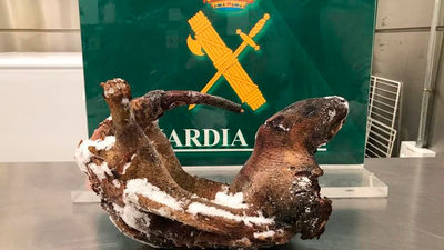 Detenida una mujer en Barajas con 4 puercoespines y un pangolín muertos dentro de su maleta