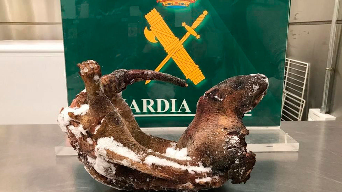 Detenida una mujer en Barajas con 4 puercoespines y un pangolín muertos dentro de su maleta