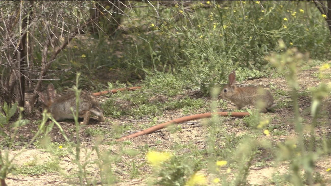 Localizan un brote virulento de leishmaniosis humana en Fuenlabrada