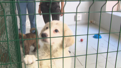 Un café en Madrid permite acariciar y jugar con perros, que también pueden ser adoptados