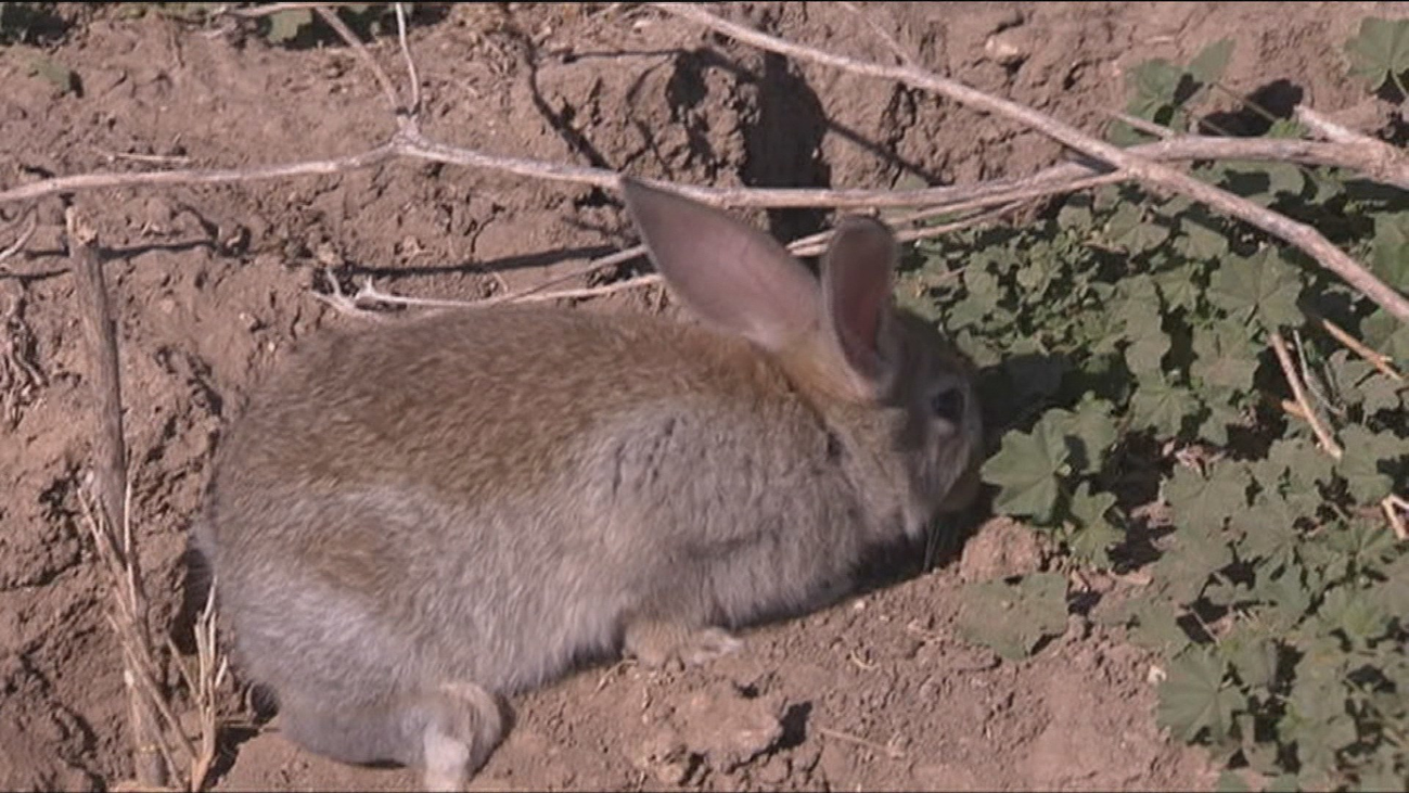 Una plaga de conejos arruina los cultivos de los agricultores del sur de Madrid
