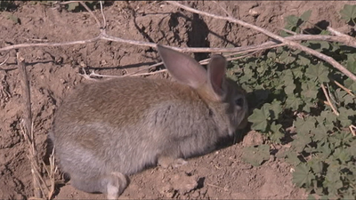 Una plaga de conejos arruina los cultivos de los agricultores del sur de Madrid