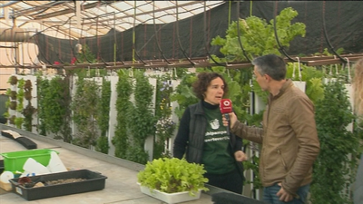 Cultivar sin tierra en Madrid capital