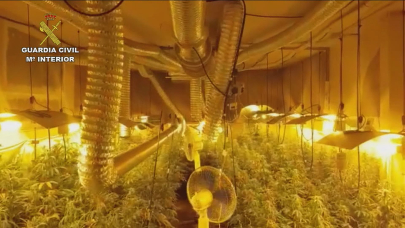 Proliferación masiva de plantaciones de marihuana indoor en Madrid