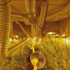 Proliferación masiva de plantaciones de marihuana indoor en Madrid