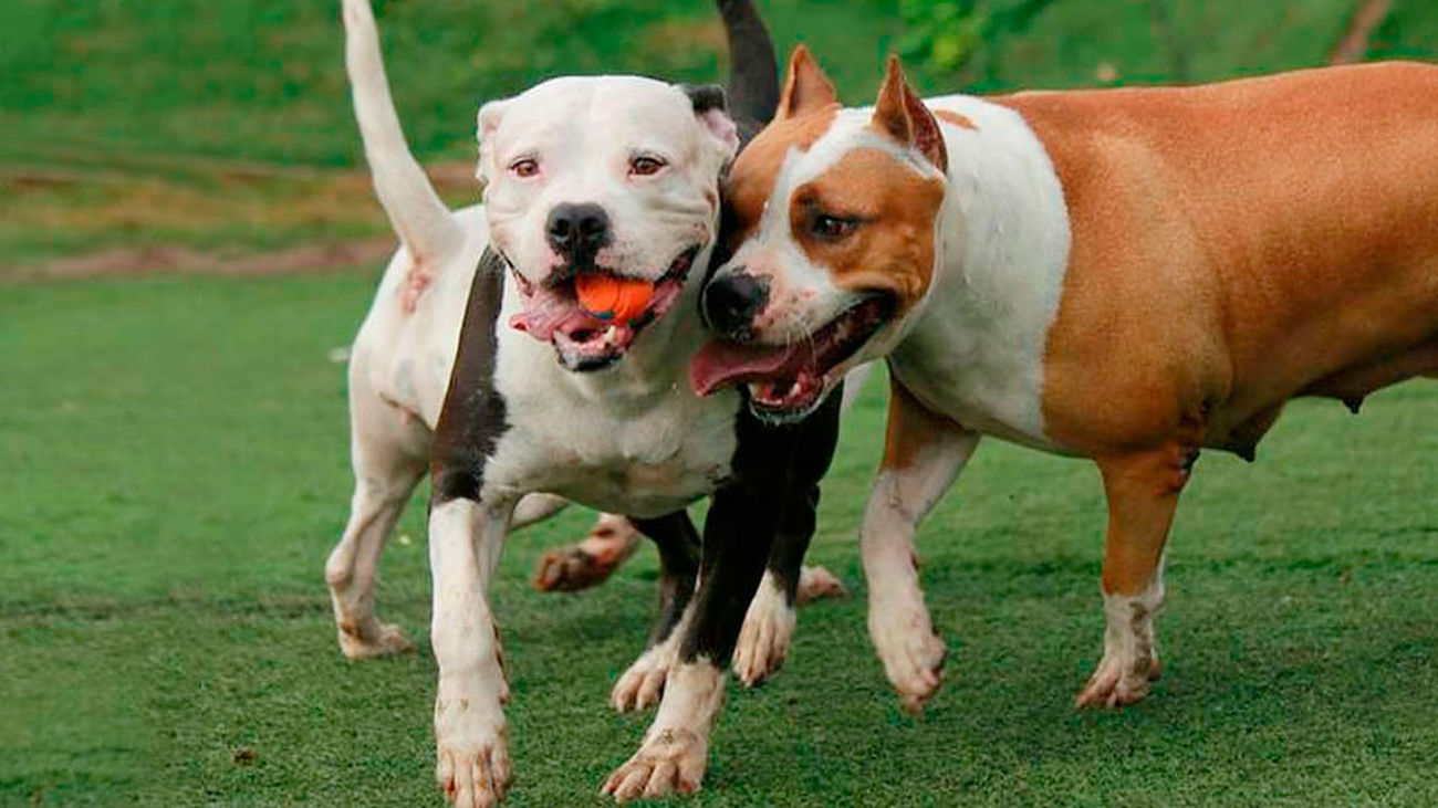 Ejemplares de perros de la raza pit bull