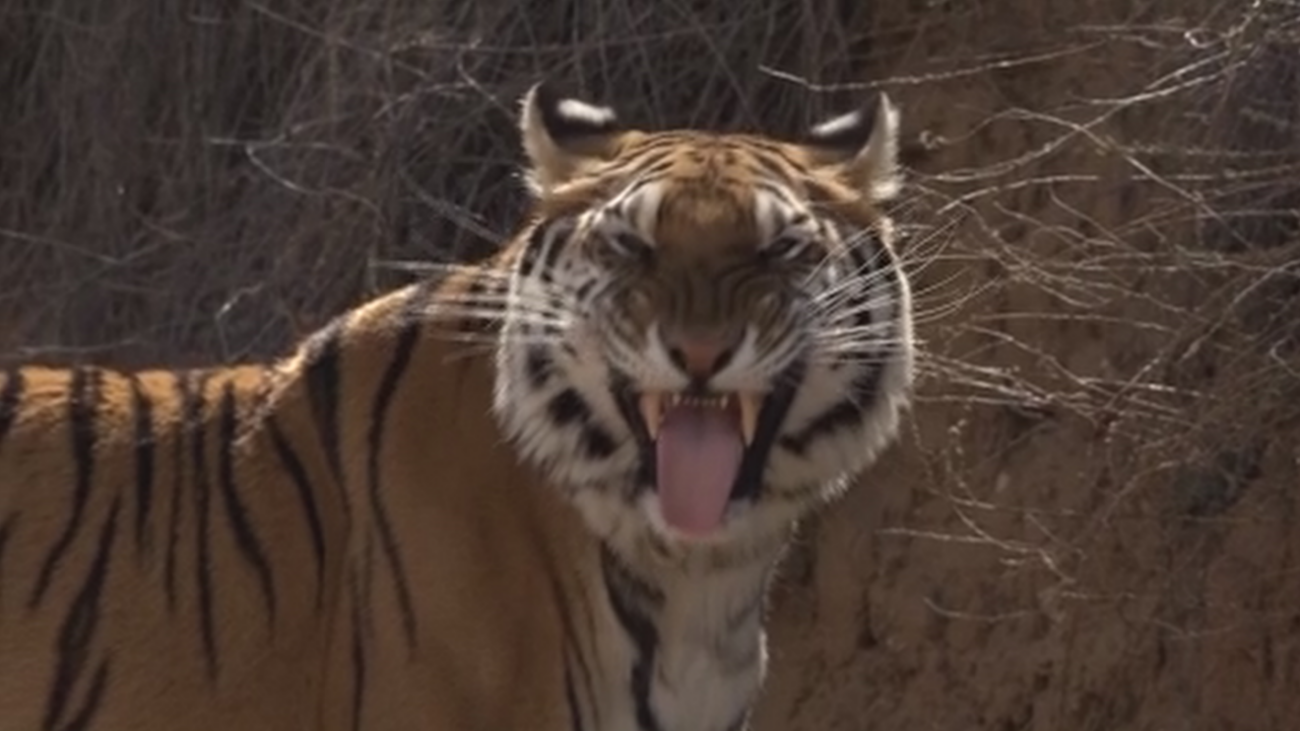 Conocemos a Noa, una tigresa de bengala protagonista de spots, videoclips y documentales