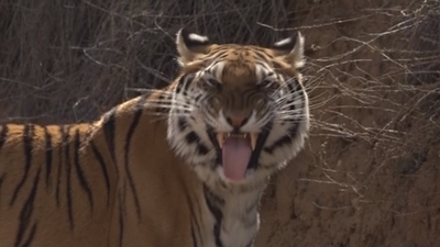 Conocemos a Noa, una tigresa de bengala protagonista de spots, videoclips y documentales