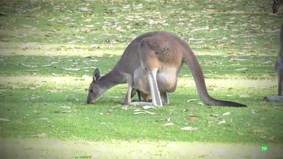 Este martes, en Madrileños por el Mundo,  viajamos a Perth, en Australia