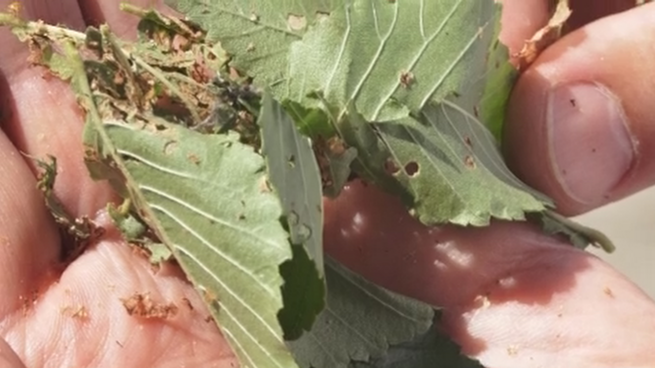 El buen tiempo dispara la presencia de la Galeruca en toda la Comunidad de Madrid